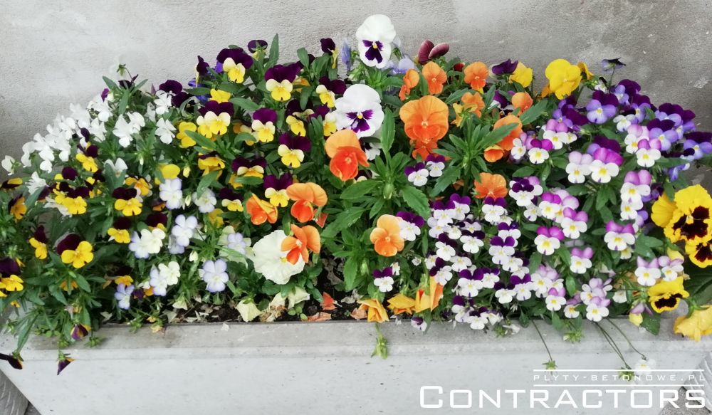 Concrete flower planters